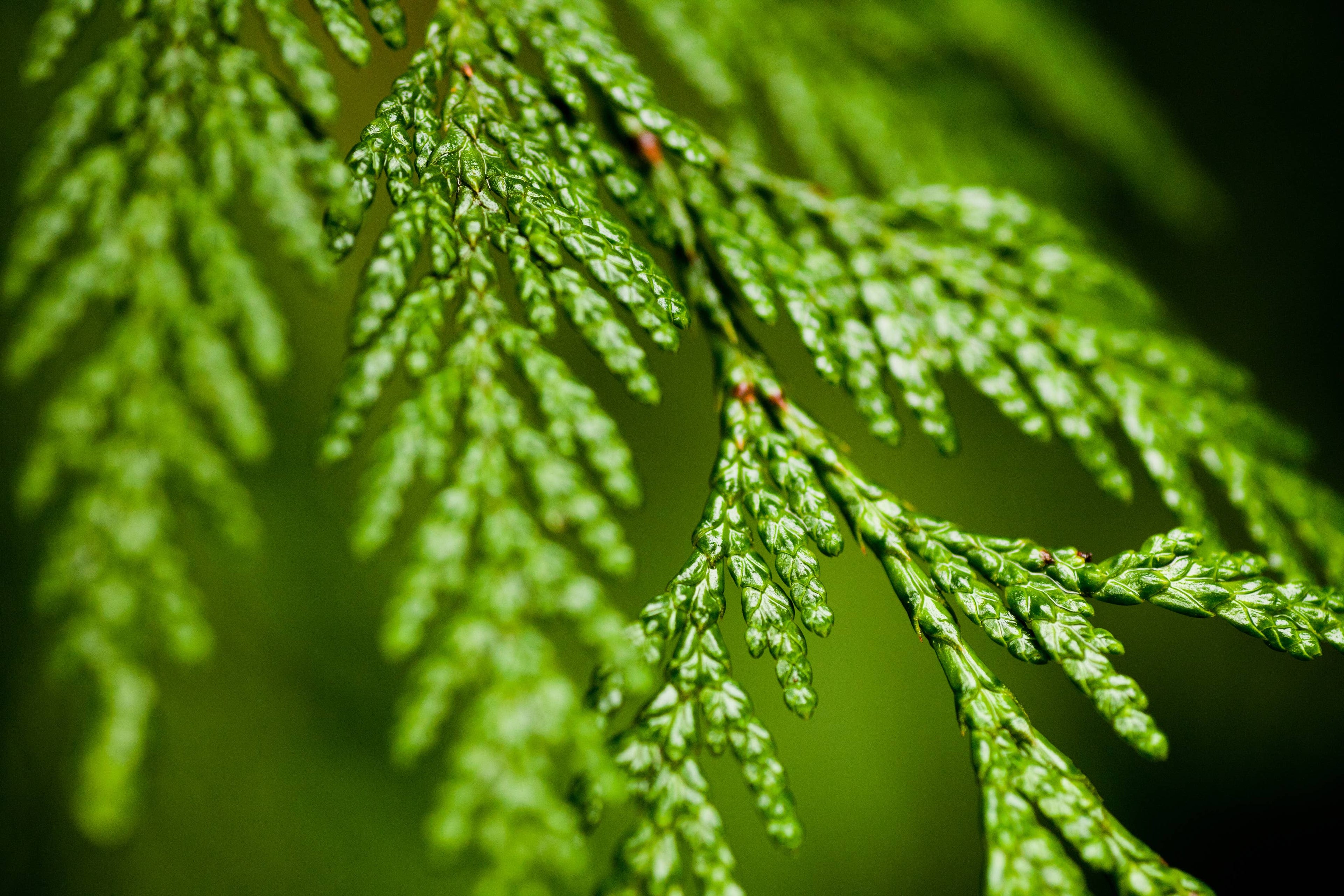 Cedarwood Essential Oil - 100% Pure | Wholesale Bulk